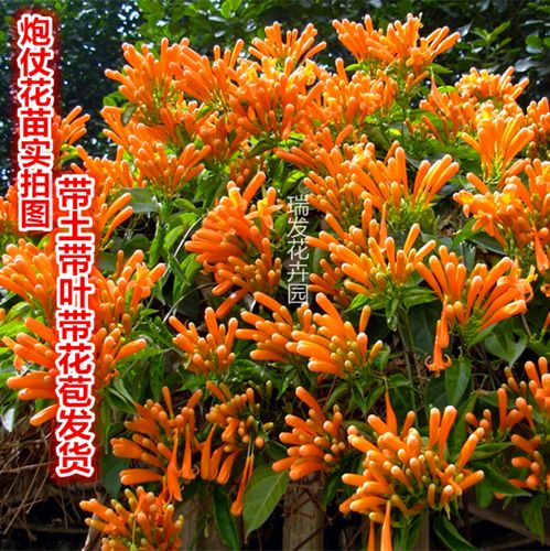 四季攀爬植物油麻藤 打造红火围墙的攀援花卉指南
