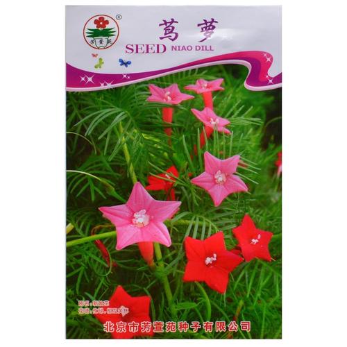 茑萝 红五角星花的庭院攀援之美