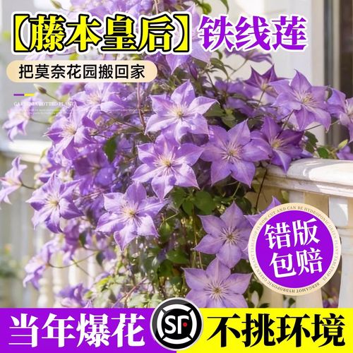 静黛轩铁线莲 耐寒耐热的庭院攀援女王，打造四季花墙的终极指南