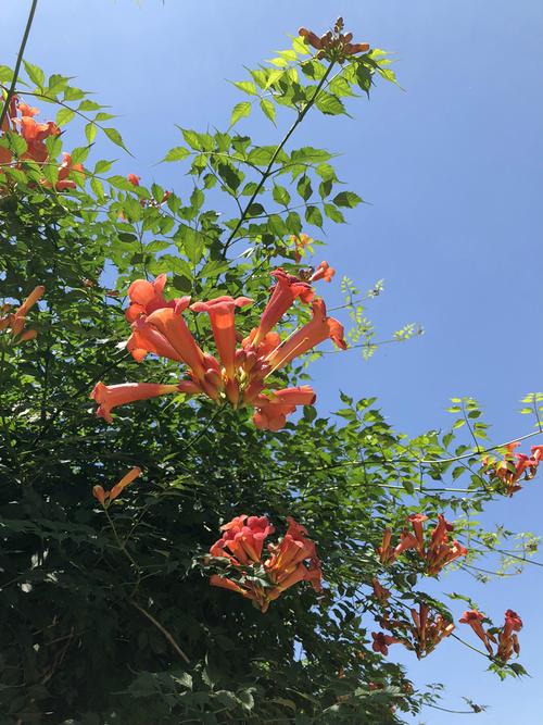 上海植物园攀原信息 走进城市中的植物王国